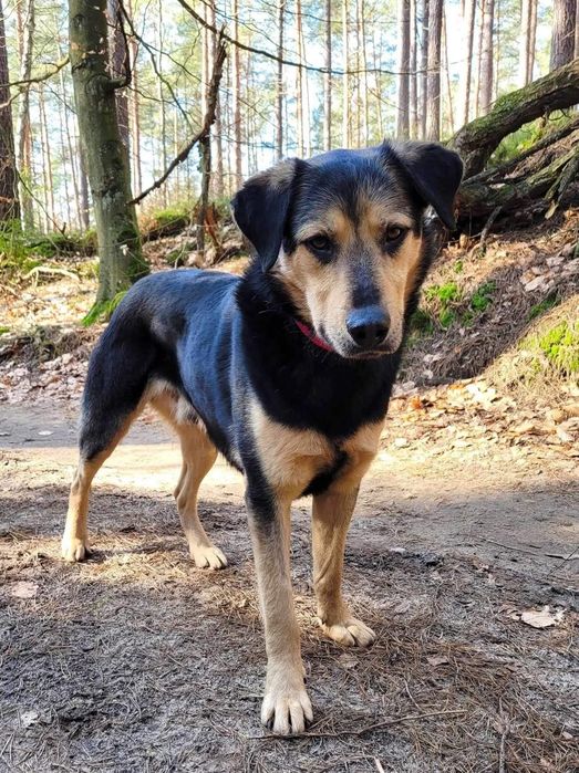 Samotny Rino do adopcji