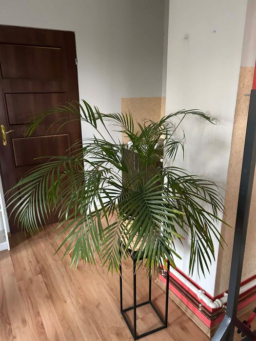 Kwiatki do domu, dracena, areka