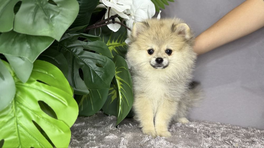 Чудова дівчинка шпиць