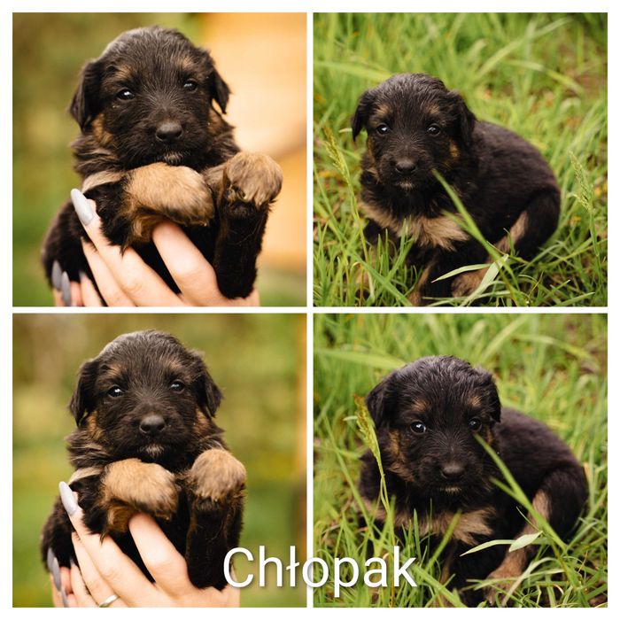 Adopcja zwierząt