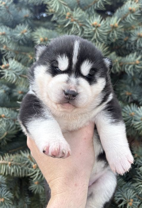 Cudowna suczka niebiesooka husky ZKwP szczeniak Siberian Husky FCI