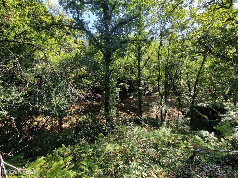 Terreno  Venda em Mosteiro,Vieira do Minho
