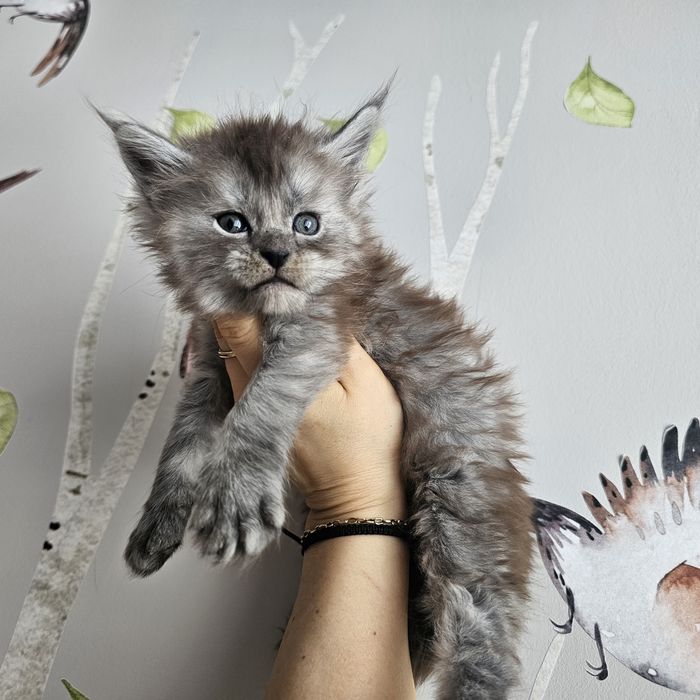 Koteczka   Maine coon rodowód FPL hodowlana