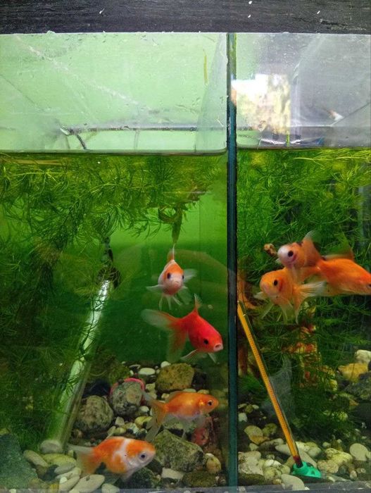 Золоті Рибки( Вуалехвост)