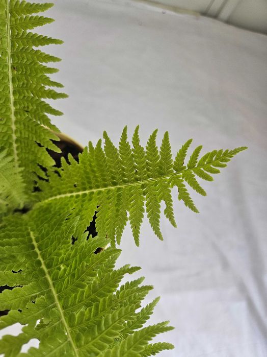 Paproć narecznica samcza 35cm C2 – ozdobna roślina + nawóz gratis