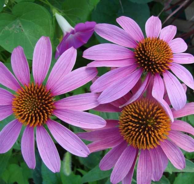 JEŻÓWKA PURPUROWA Echinacea - sadzonki w doniczkach