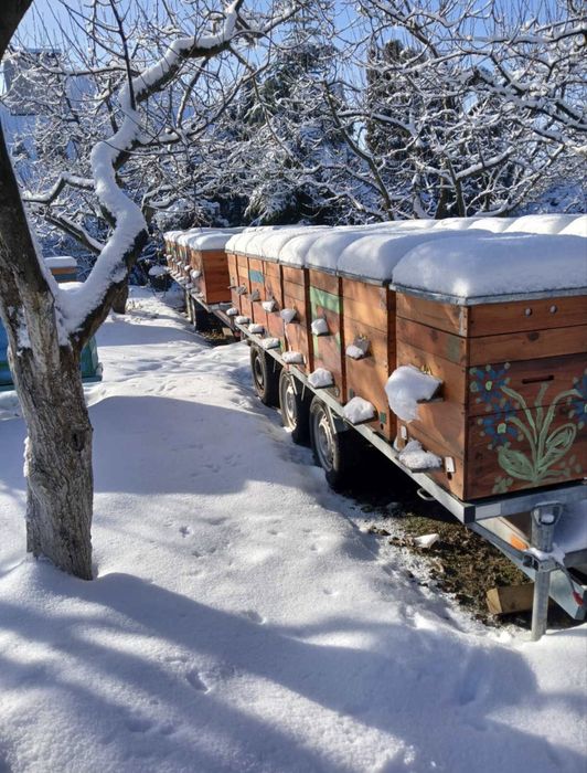 Бджоли, вулики, пакети