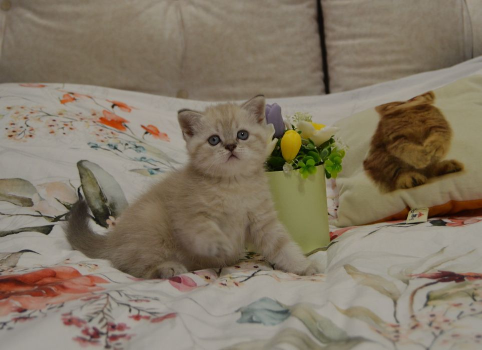 Котята шотландські