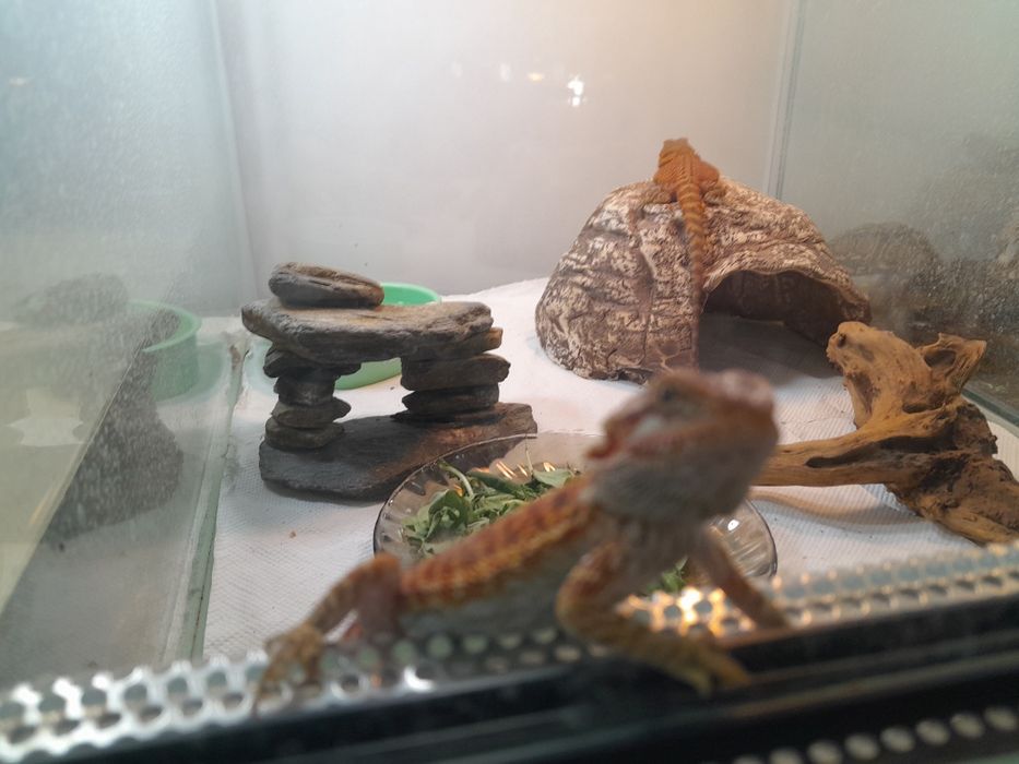 Agama  brodata  8-10 cm cm