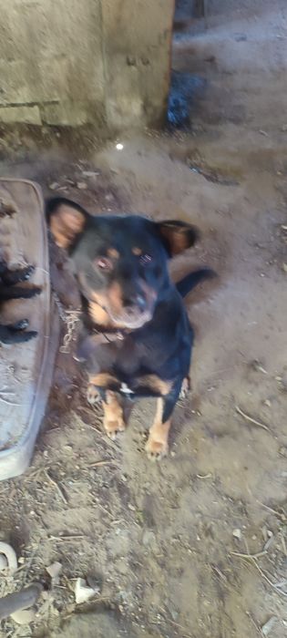 Cães para adoção grátis