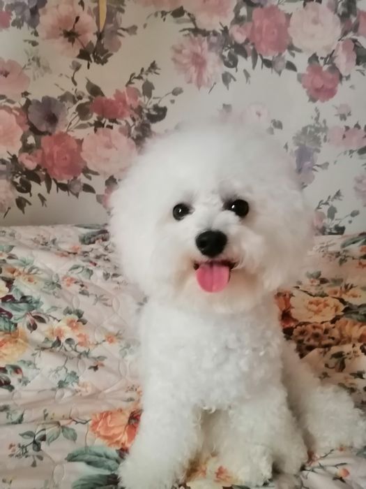 Бішон Фрізе в'язка