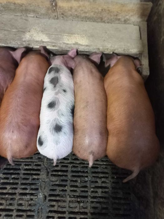 Поросята 10 кілограм