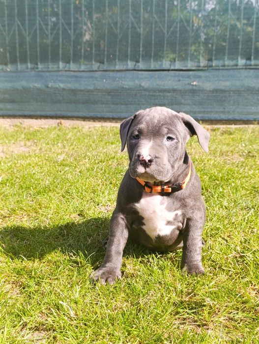 Psiak American Staffordshire Terrier