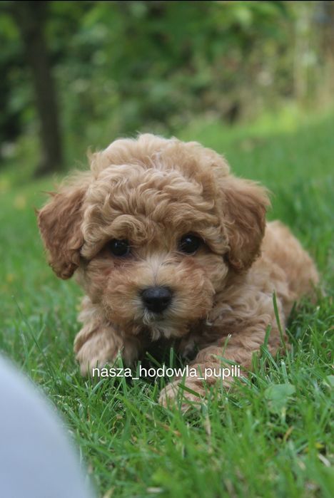 Bichpoo  pudel toy x Bichon frise