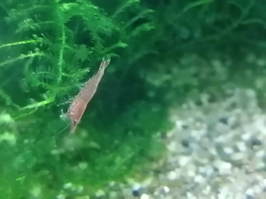 Camarões Baixa de preço  de aquário