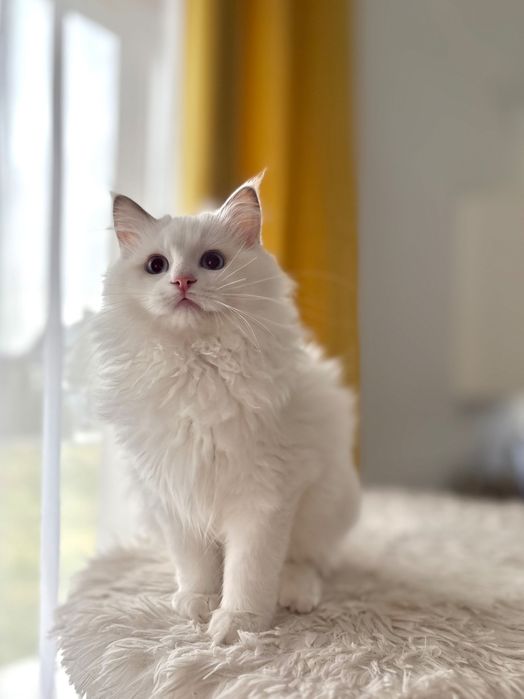 Ragdoll z rodowodem-Gotowy do odbioru