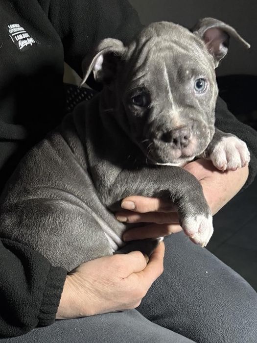 Американські буллі