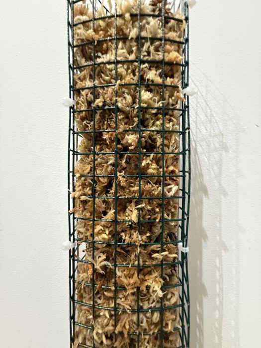 Moss pole for climbing plants
