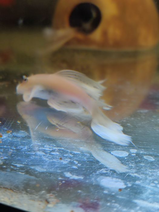 Ancistrus L-144 Snow White