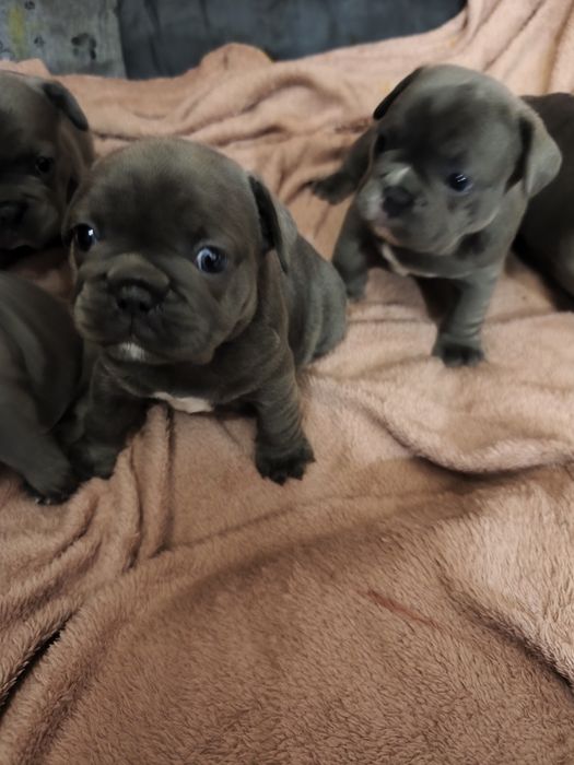 Chłopczyk  buldog francuski blue