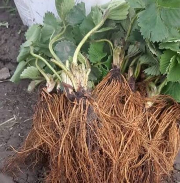 Розсада крупної та солодкої полуниці