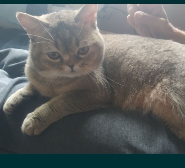 Шотландский прямоухий мальчик