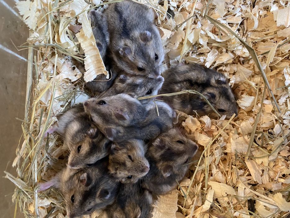 Джунгарские хомячки