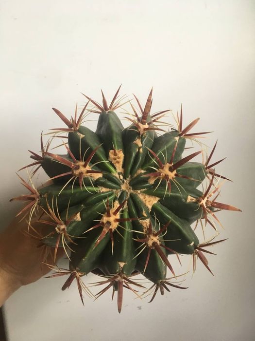 Кактуси сукуленти грунт  найбільший вибір в Україні