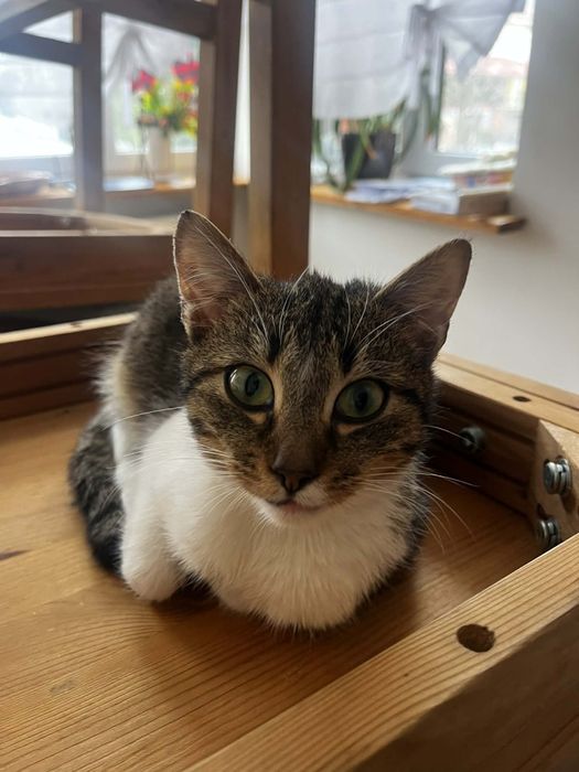 Zelda kotka do adopcji