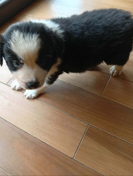 Piesek Bolder Collie ZKwP