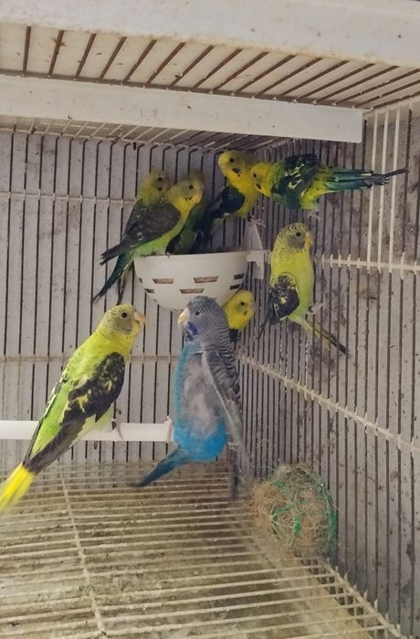 Tenho várias aves para ceder