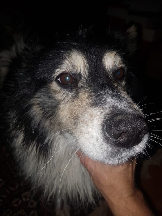 Пес остался один :