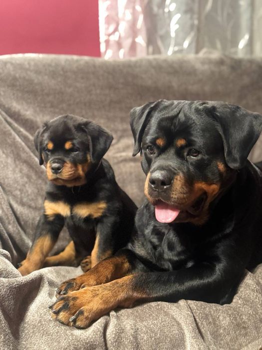 Rottweiler ZKwP/FCI - Szczenię gotowe do odbioru Dębica • OLX.pl