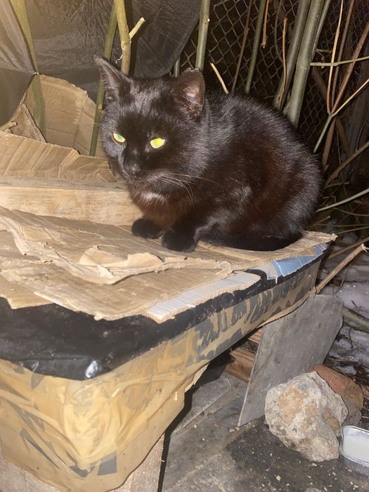 Bezdomny kocurek kotek