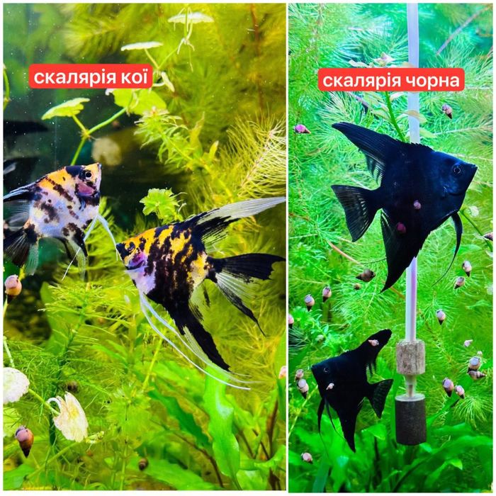 Акваріумні рибки,креветки,рослини.Аквариумные рыбки,креветки,растения