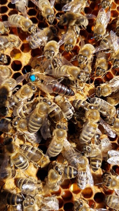 Sprzedam odkłady Pszczele Wielkopolske