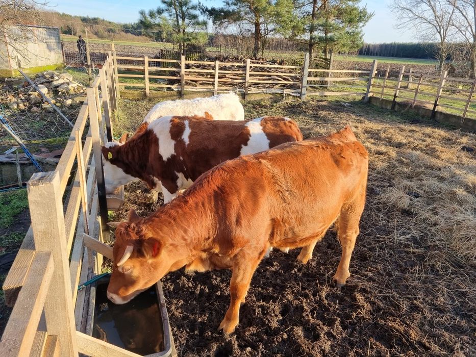 Jałówki 19 miesięczne do zacielenia