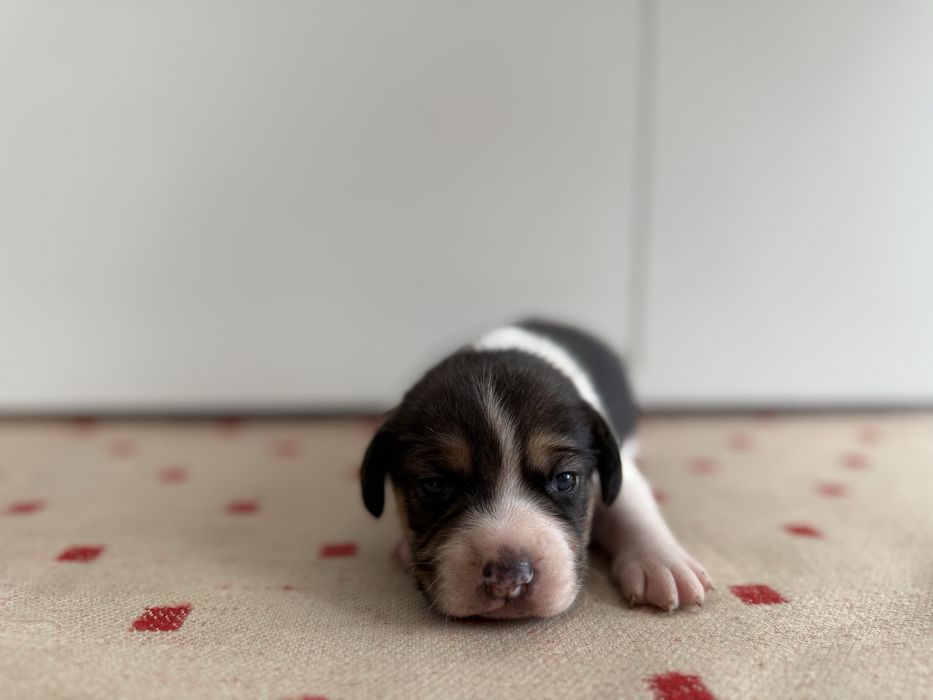 Beagle pies szczeniak