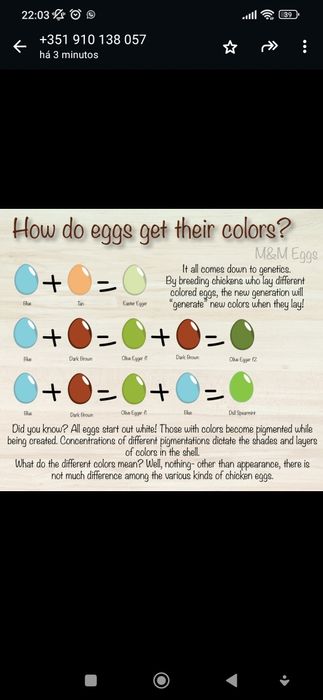 Ovos coloridos férteis de galinha para incubação