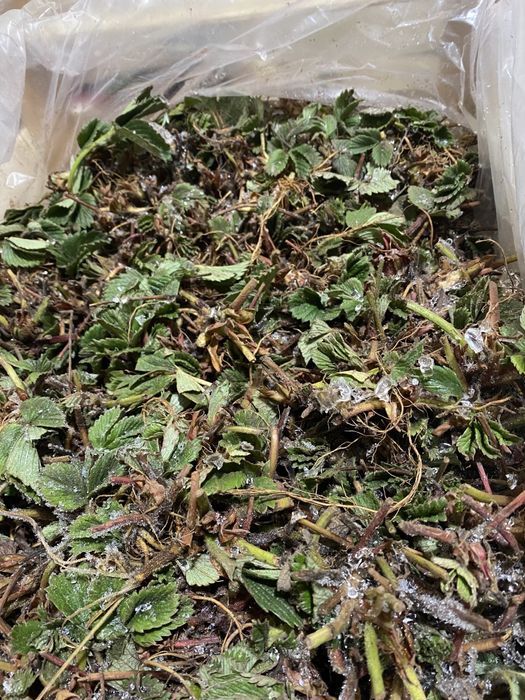 Саджанці полуниці фріго клубника фриго саженцы клубники розсада полуни