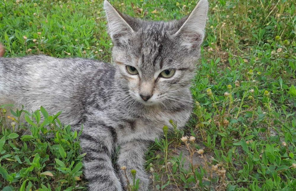 Дві дівчинки, добрі, милі шукають свою люблячу сім'ю