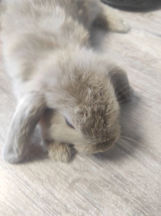 Posiadam na sprzedaż króliczki mini lop baranek