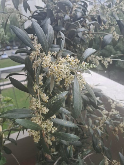 50 € Vendo oliveira  altura 1m e 60 e tal cm
