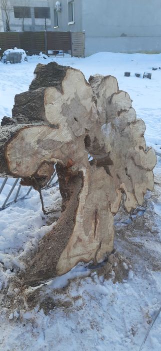 Plaster na stół wiąz