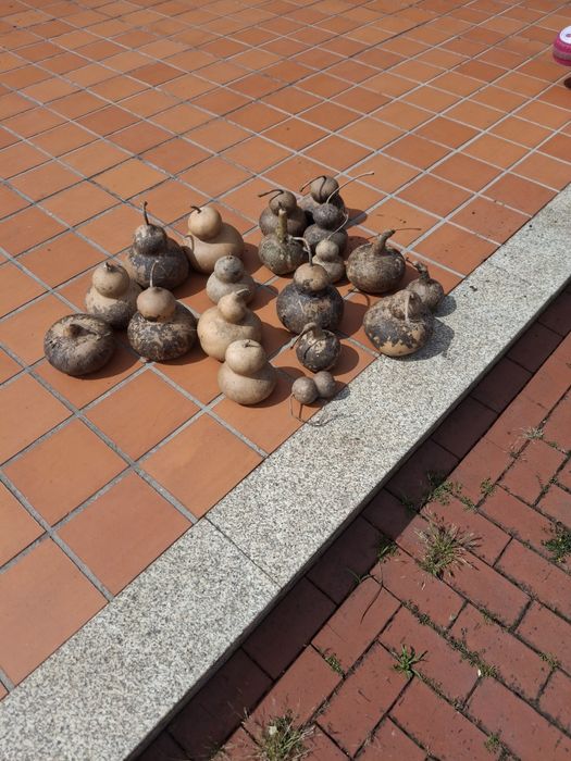Cabaças hortícolas