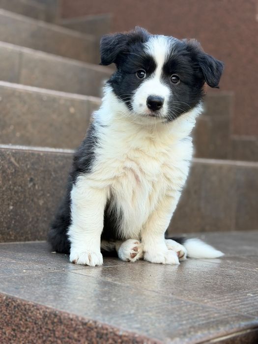Border Collie FCI
