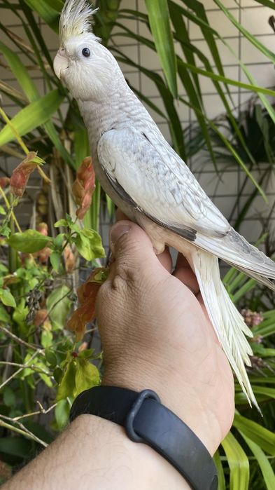 Caturra  Domesticada -( excecional )