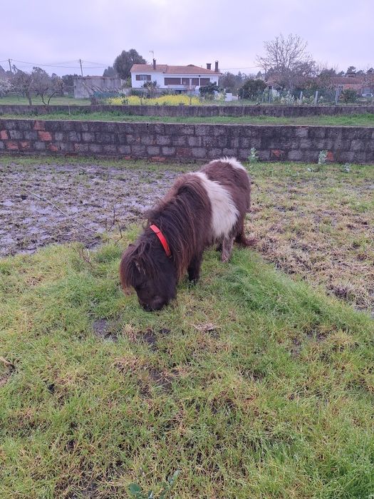 Casal de mini poneis
