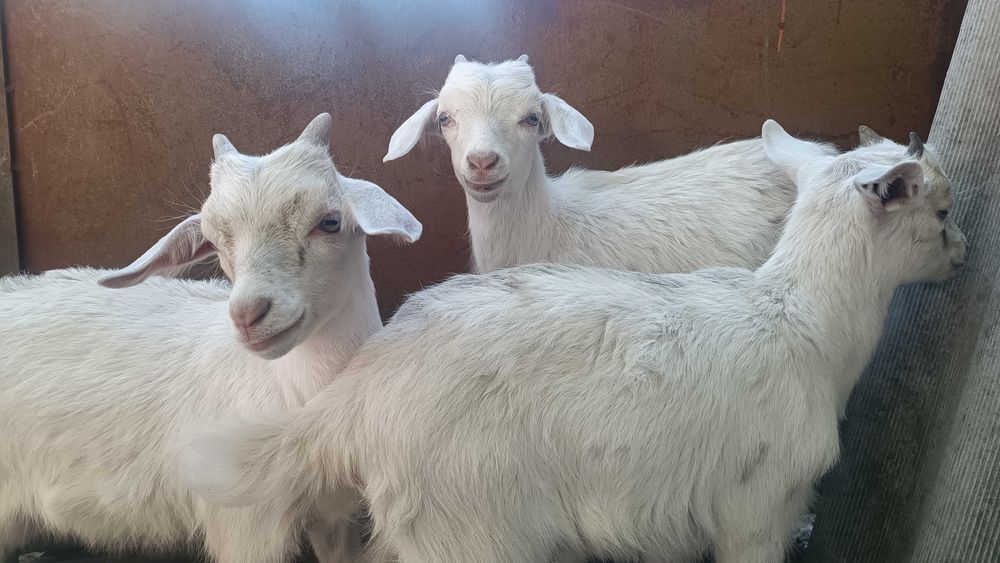 Козли,молоді кози, великі кози дійні