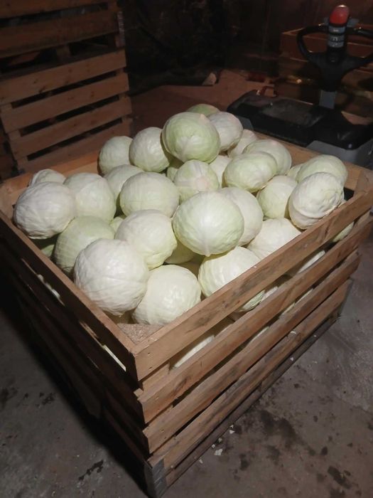 Kapusta biała ZENON